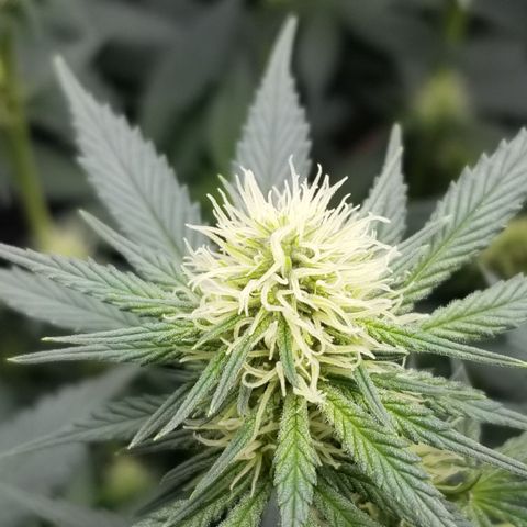 Critical Cheese growlog photo: Starting to get frosty 🥶