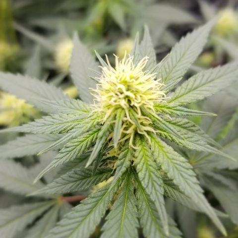 Critical Cheese growlog photo: Starting to get frosty 🥶