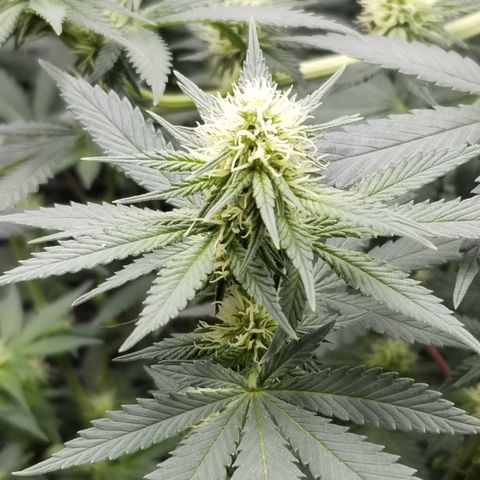 Critical Cheese growlog photo: Starting to get frosty 🥶