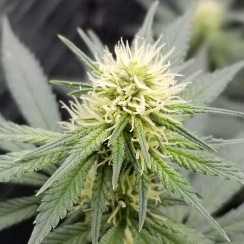 Critical Cheese growlog photo: Starting to get frosty 🥶