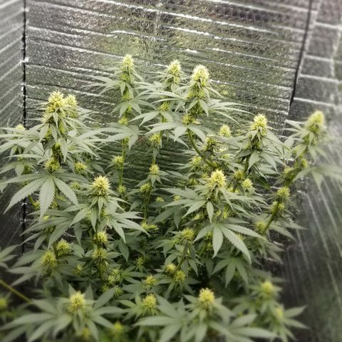 Critical Cheese growlog timeline photo