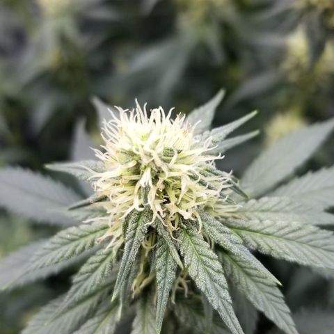Critical Cheese growlog timeline photo