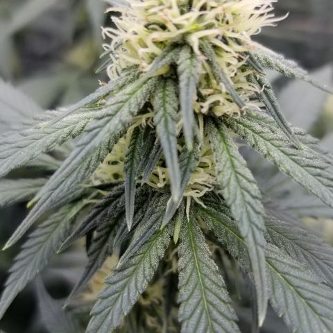 Critical Cheese growlog timeline photo