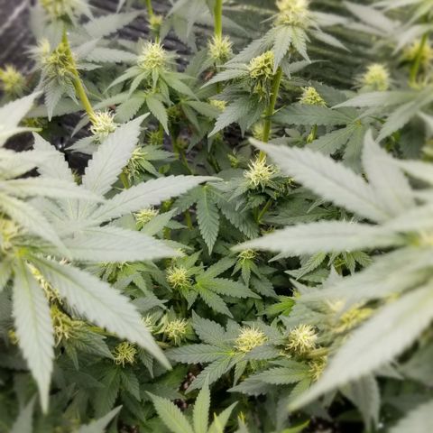 Critical Cheese growlog timeline photo