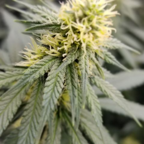 Critical Cheese growlog timeline photo