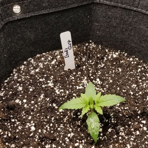 Gods Gift Autoflower growlog timeline photo