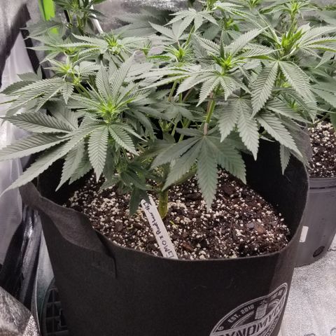 GMOxRootbeer #1 growlog timeline photo