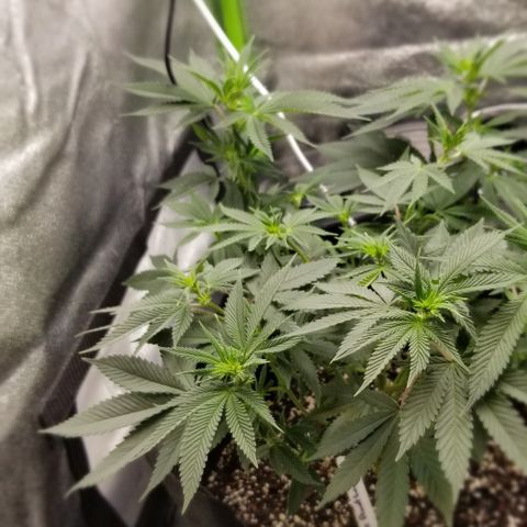 GMOxRootbeer #1 growlog timeline photo