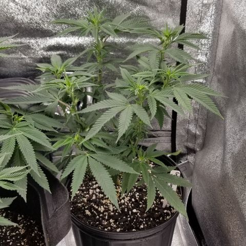 GMO x Rootbeer #2 growlog timeline photo