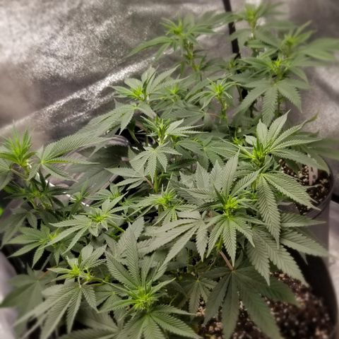 GMO x Rootbeer #2 growlog timeline photo