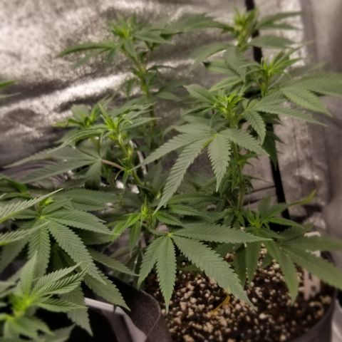 GMO x Rootbeer #2 growlog timeline photo