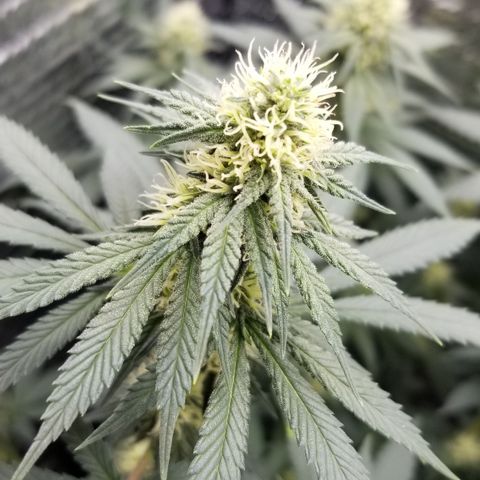 Critical Cheese growlog timeline photo