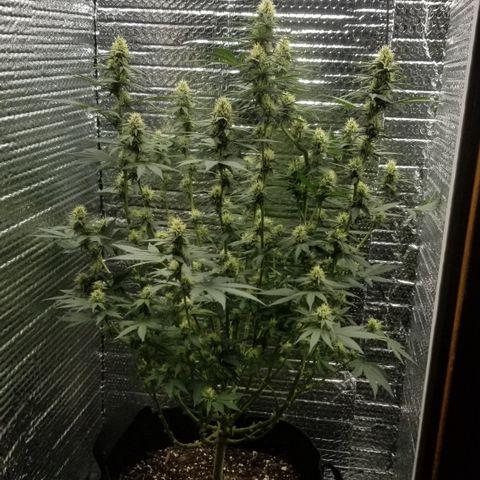 Critical Cheese growlog photo: Last time I'm cleaning her up . She's defoliated quite nicely & many Cola Sites are getting great light coverage.