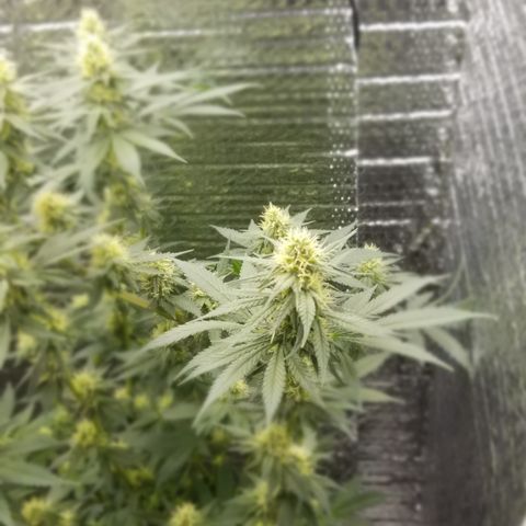 Critical Cheese growlog photo: Last time I'm cleaning her up . She's defoliated quite nicely & many Cola Sites are getting great light coverage.