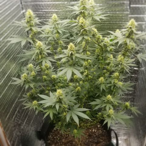 Critical Cheese growlog photo: Last time I'm cleaning her up . She's defoliated quite nicely & many Cola Sites are getting great light coverage.