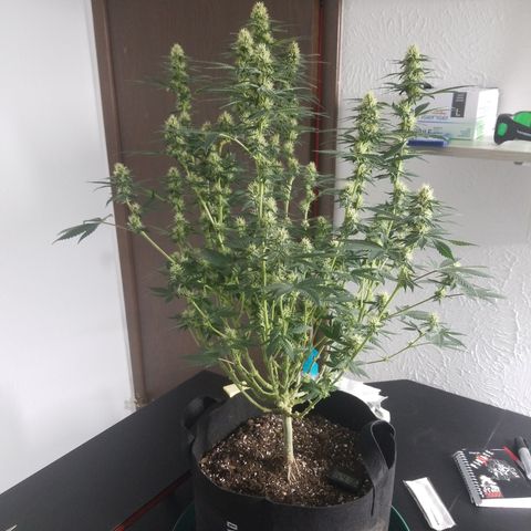Critical Cheese growlog photo: Last time I'm cleaning her up . She's defoliated quite nicely & many Cola Sites are getting great light coverage.