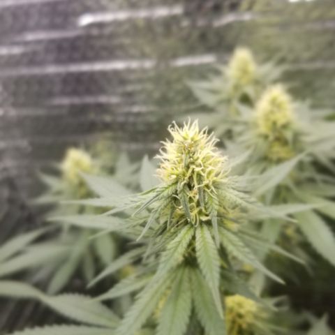 Critical Cheese growlog photo: Last time I'm cleaning her up . She's defoliated quite nicely & many Cola Sites are getting great light coverage.