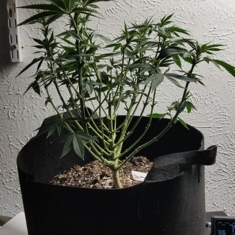 GMOxRootbeer #1 growlog photo: Week 2 of flower ...I wanted to try to defoliate early in flower as much as I could so I didn't run into same Issue I Did with "Bertha"