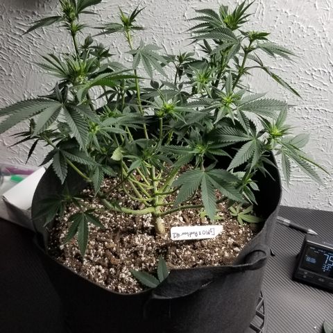 GMOxRootbeer #1 growlog photo: Week 2 of flower ...I wanted to try to defoliate early in flower as much as I could so I didn't run into same Issue I Did with "Bertha"