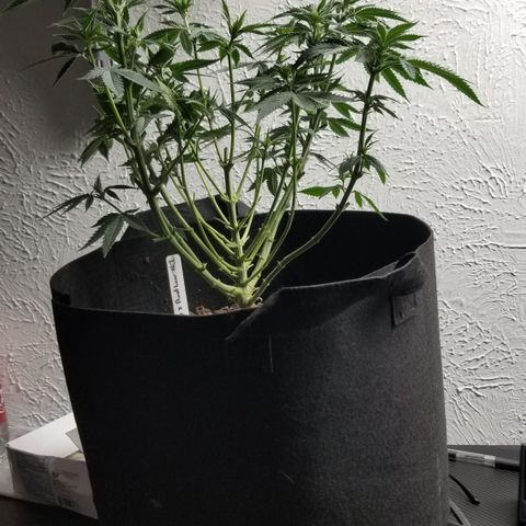 GMOxRootbeer #1 growlog photo: Week 2 of flower ...I wanted to try to defoliate early in flower as much as I could so I didn't run into same Issue I Did with "Bertha"