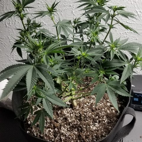 GMOxRootbeer #1 growlog photo: Week 2 of flower ...I wanted to try to defoliate early in flower as much as I could so I didn't run into same Issue I Did with "Bertha"