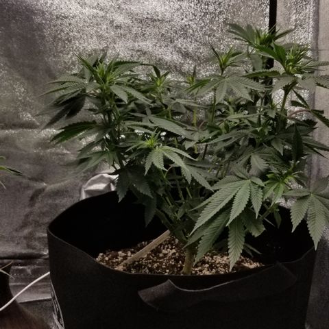 GMOxRootbeer #1 growlog photo: Week 2 of flower ...I wanted to try to defoliate early in flower as much as I could so I didn't run into same Issue I Did with "Bertha"