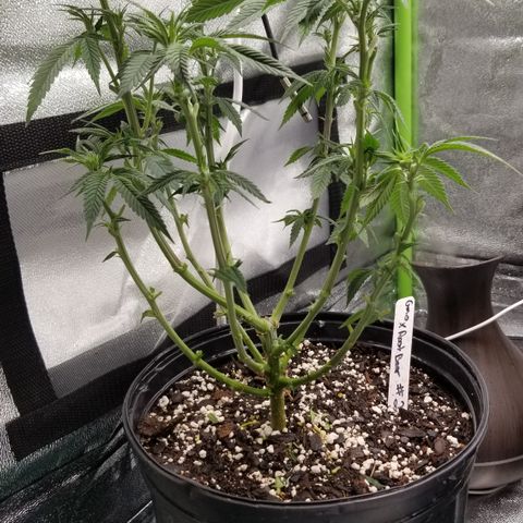 GMO x Rootbeer #2 growlog photo: Same for #2 really tight cleanup and lollipop