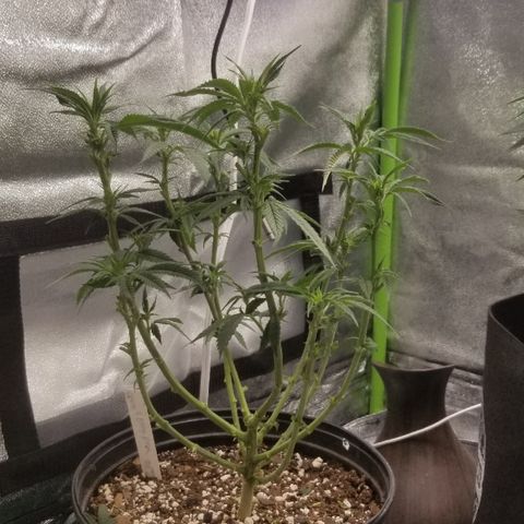 GMO x Rootbeer #2 growlog photo: Same for #2 really tight cleanup and lollipop