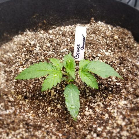 Bruce Banner growlog photo: Little Hulk is doing well . About to get the first dose of grow nutrients  today . 