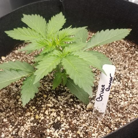 Bruce Banner growlog timeline photo