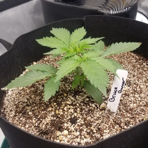Bruce Banner growlog timeline photo