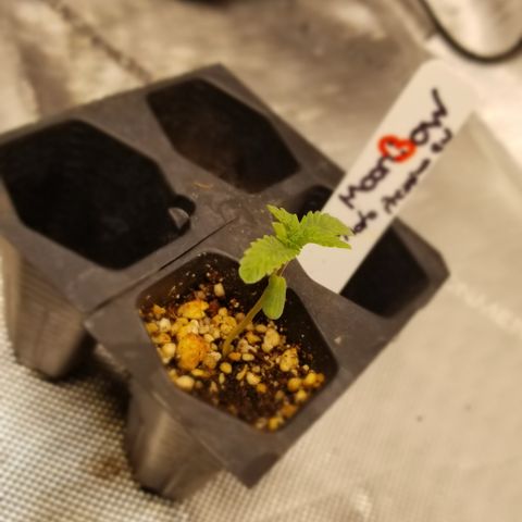 Moonbow growlog timeline photo