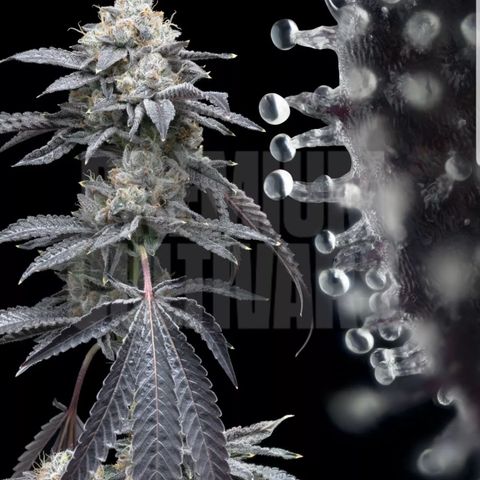 Moonbow growlog timeline photo