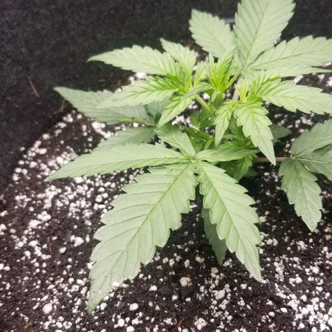 Gods Gift Autoflower growlog timeline photo