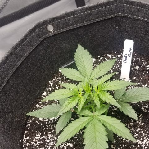 Gods Gift Autoflower growlog timeline photo