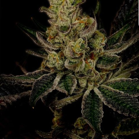 Gods Gift Autoflower growlog timeline photo