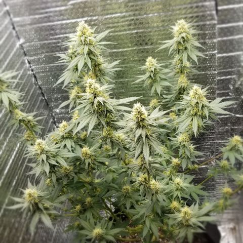 Critical Cheese growlog photo: She is super stank ..these top Colas are going to be huge !