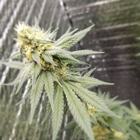 Critical Cheese growlog photo: She is super stank ..these top Colas are going to be huge !