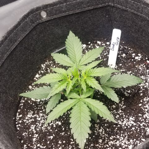 Gods Gift Autoflower growlog timeline photo