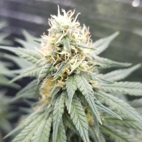 Critical Cheese growlog photo: She is super stank ..these top Colas are going to be huge !