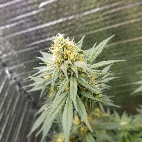 Critical Cheese growlog photo: She is super stank ..these top Colas are going to be huge !