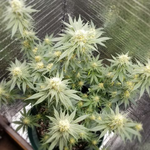 Critical Cheese growlog timeline photo