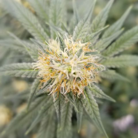 Critical Cheese growlog photo: She is super stank ..these top Colas are going to be huge !