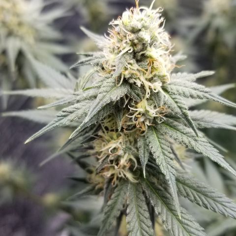 Critical Cheese growlog photo: She is super stank ..these top Colas are going to be huge !
