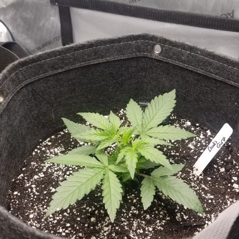 Gods Gift Autoflower growlog timeline photo