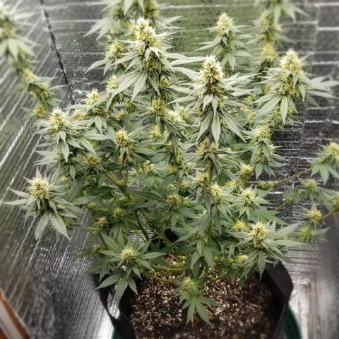 Critical Cheese growlog photo: She is super stank ..these top Colas are going to be huge !