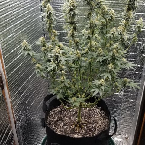 Critical Cheese growlog photo: Week 6 
Getting Sensi Coco Bloom A&B 16ML
8ML of BuDCandy
8ml of Overdrive 
 Run off  Ph6.0
