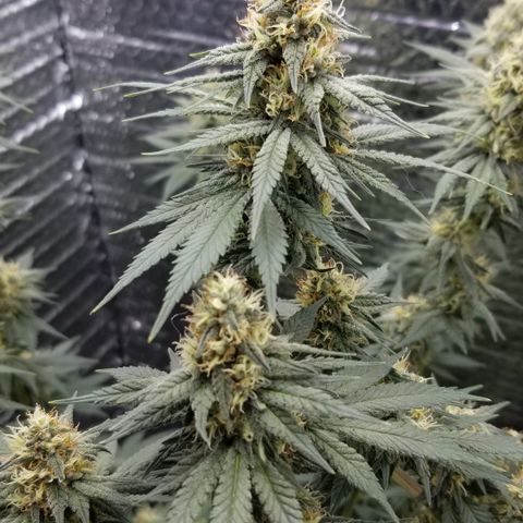 Critical Cheese growlog photo: Week 6 
Getting Sensi Coco Bloom A&B 16ML
8ML of BuDCandy
8ml of Overdrive 
 Run off  Ph6.0
