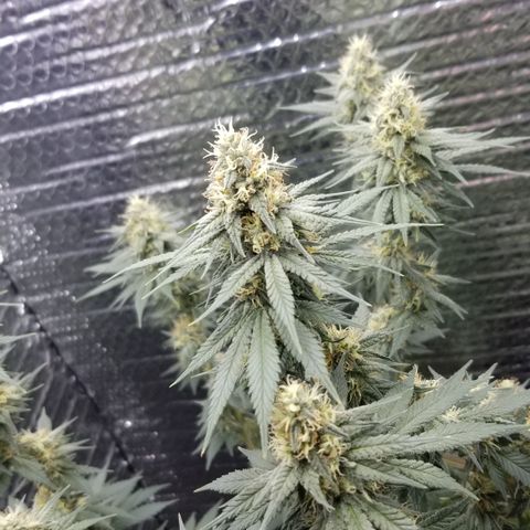 Critical Cheese growlog photo: Week 6 
Getting Sensi Coco Bloom A&B 16ML
8ML of BuDCandy
8ml of Overdrive 
 Run off  Ph6.0
