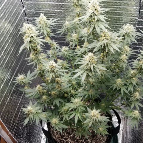 Critical Cheese growlog timeline photo